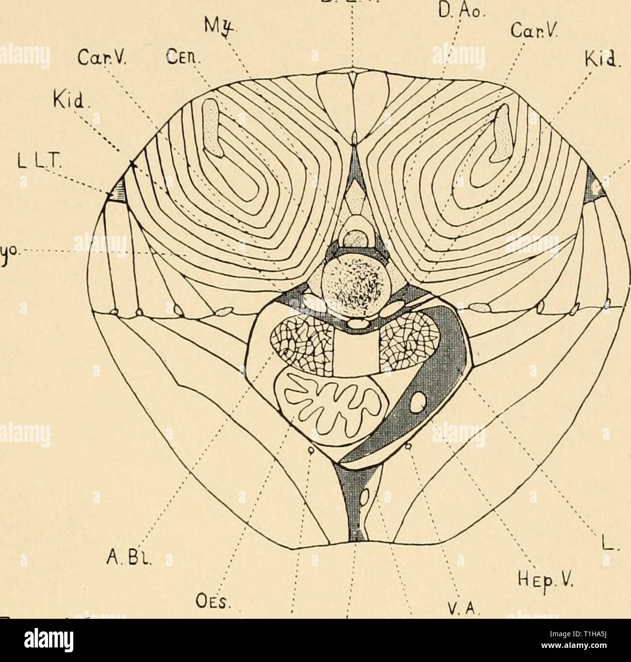 Distribution of the subcutaneous vessels Distribution of the subcutaneous vessels in the head region of the ganoids, Polyodon and Lepisosteus  distributionofsu00alle Year: 1907  Proc. Wash. Acad. Scl.Vol. IX. Plate IX. Muo. D. L T,    Fig. 16. v. A v.V- L.L.T. Hep.V. V L.T. FjG. I 6a. v.v. V.LT. Stock Photo