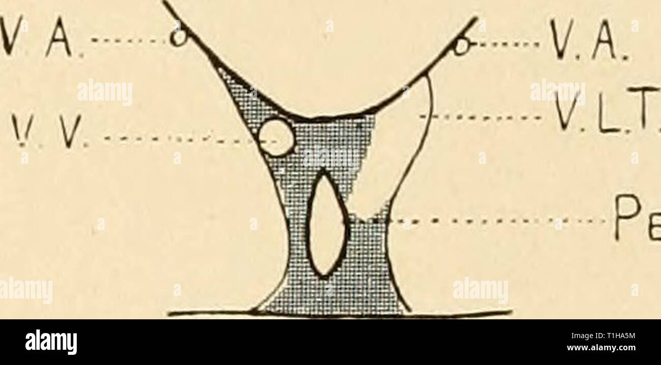 Distribution of the subcutaneous vessels Distribution of the subcutaneous vessels in the head region of the ganoids, Polyodon and Lepisosteus  distributionofsu00alle Year: 1907  Fig. 16. v. A v.V- L.L.T. Hep.V. V L.T. FjG. I 6a. v.v. V.LT.    Fi&. I6k Per.C. Fair A FiU, A.Br A (I) ET.LA: ; BrLT.,, Br.ALN N BfA BrA.n â â  RLLN G. R L N. Br.F F,.G 17 Stock Photo
