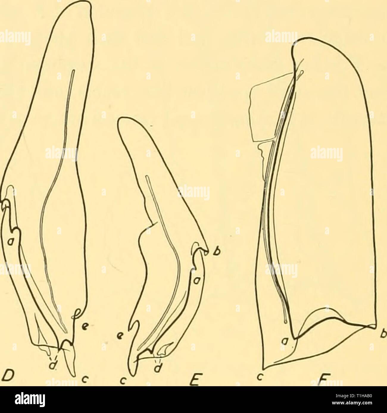 Discovery reports (1956) Discovery reports  discoveryreports27inst Year: 1956  2 mm.    Text-fig. 30. Forskalia edwardsii, Villefranche. A-E, knee-shaped bracts from pedicels of gastrozooids. F, bolster-shaped bract from base of pedicel. A-C x 6, D, E x 11, F x 9. Homologous points on the various bracts are lettered similarly, a, b, c, d, e. It will be seen that in a cross-section of a stem-bract the longer transverse axis is from side to side, and the ' pocket' is very wide, whilst in the distal peduncular bract the longer transverse axis might be called dorso-ventral, and the 'pocket' is ver Stock Photo