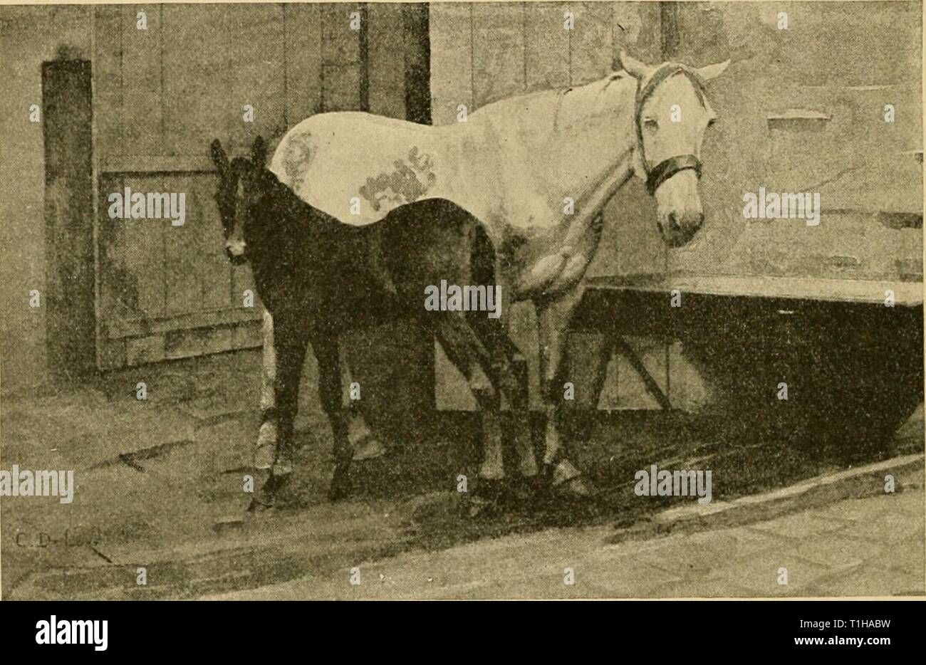 Domesticated animals their relation Stock Photo