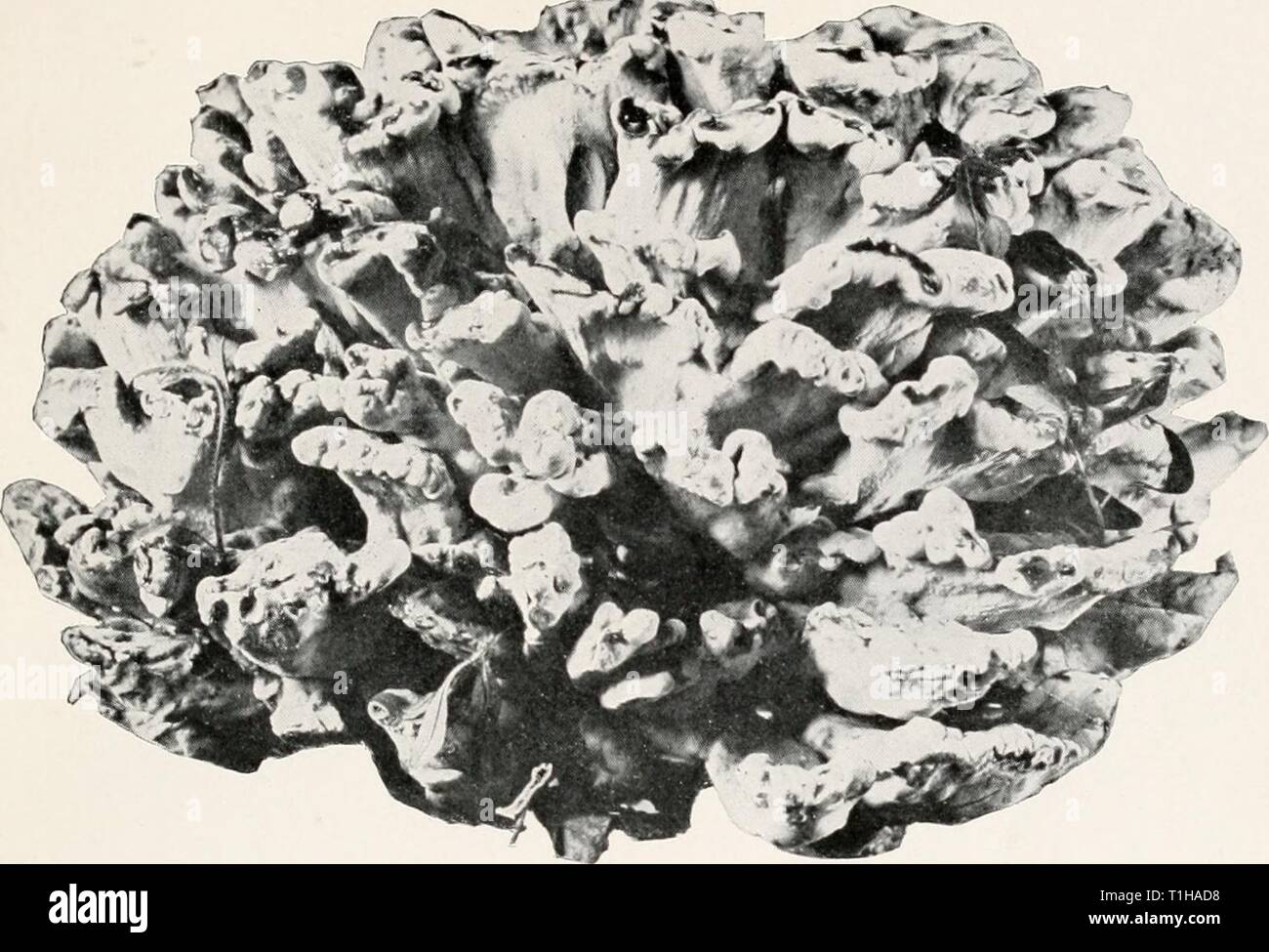 Diseases of deciduous forest trees Diseases of deciduous forest trees  diseasesofdecidu00schruoft Year: 1909  Bui. 149, Bureau of Plant Industry, U. S. Dept. of Agriculture. Plate IV fT:'-.    Fig. 1.—Fruiting Body of Polyporus sulphureus. Stock Photo