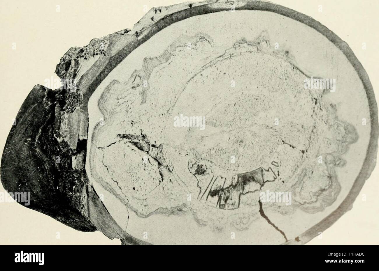 Tree Cross Section Drawing Stock Photos Tree Cross Section