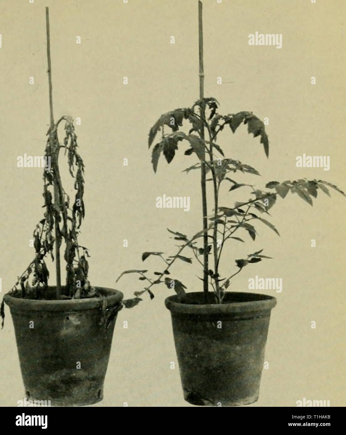 Diseases of glasshouse plants (1923) Diseases of glasshouse plants  diseasesofglassh1923bewl Year: 1923  Fig. 14. Verticillium wilt of the tomato. Old diseased tomato stem showing the fungal outgrowth at the base. Fig. 15. Verticillium wilt of the tomato: (a)  ilted plant six weeks after inoculation with V. albo-atrum, (b) control plant [Facing page y4 Stock Photo