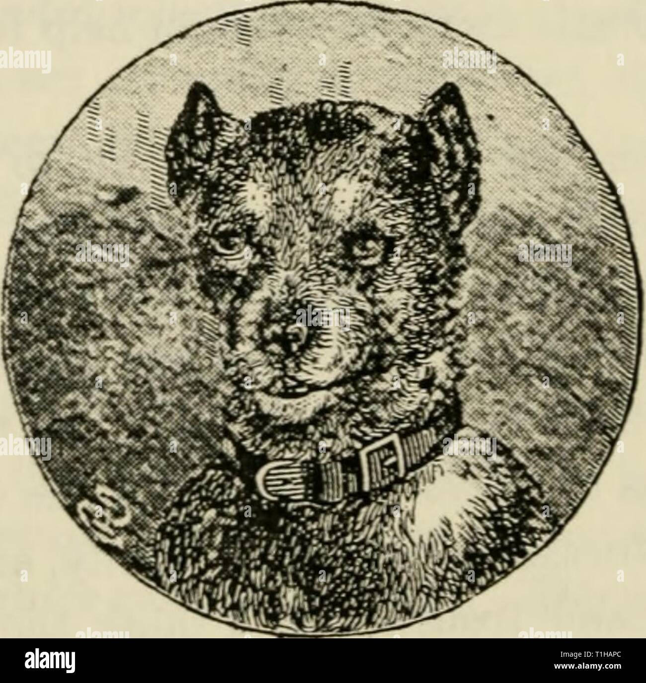 Why Do Dogs Spin On Their Bum