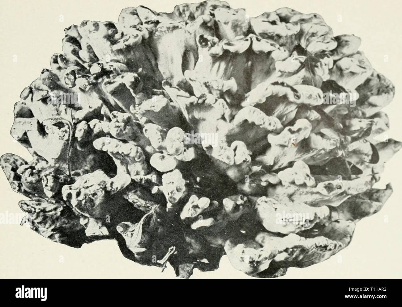 Diseases of deciduous forest trees Diseases of deciduous forest trees  diseasesofdecidu00vons Year: 1909  149, Bureau of Plant Industry, U. S. Dept. of Agricul Plate v    Fig. 1.—Fruiting Body of Polyporus sulphureus Stock Photo