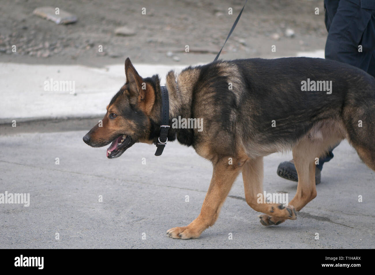 Maple Ridge, B. C. March 25, 2019. Canadian Prime Minister Justin Trudeau to address the media about affordable housing.  Police dog on site. Stock Photo