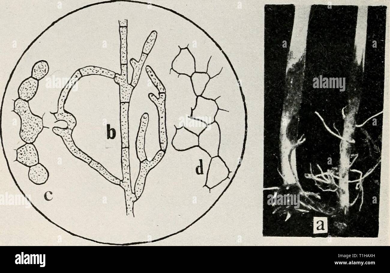 Diseases of truck crops and Diseases of truck crops and their control  diseasesoftruckc00taubuoft Year: [1918]  Fig. 6. Rhizoctoma. a. Rhizoctonia cankers on stems of young bean plants, b. young growing hyphas of Rhizoctonia, c. young barrel shaped cells which compose the sclerotia of Rhizoc- tonia, d. older and empty barrel shaped cells of sclerotia (a. to d. after Peltier). Stock Photo