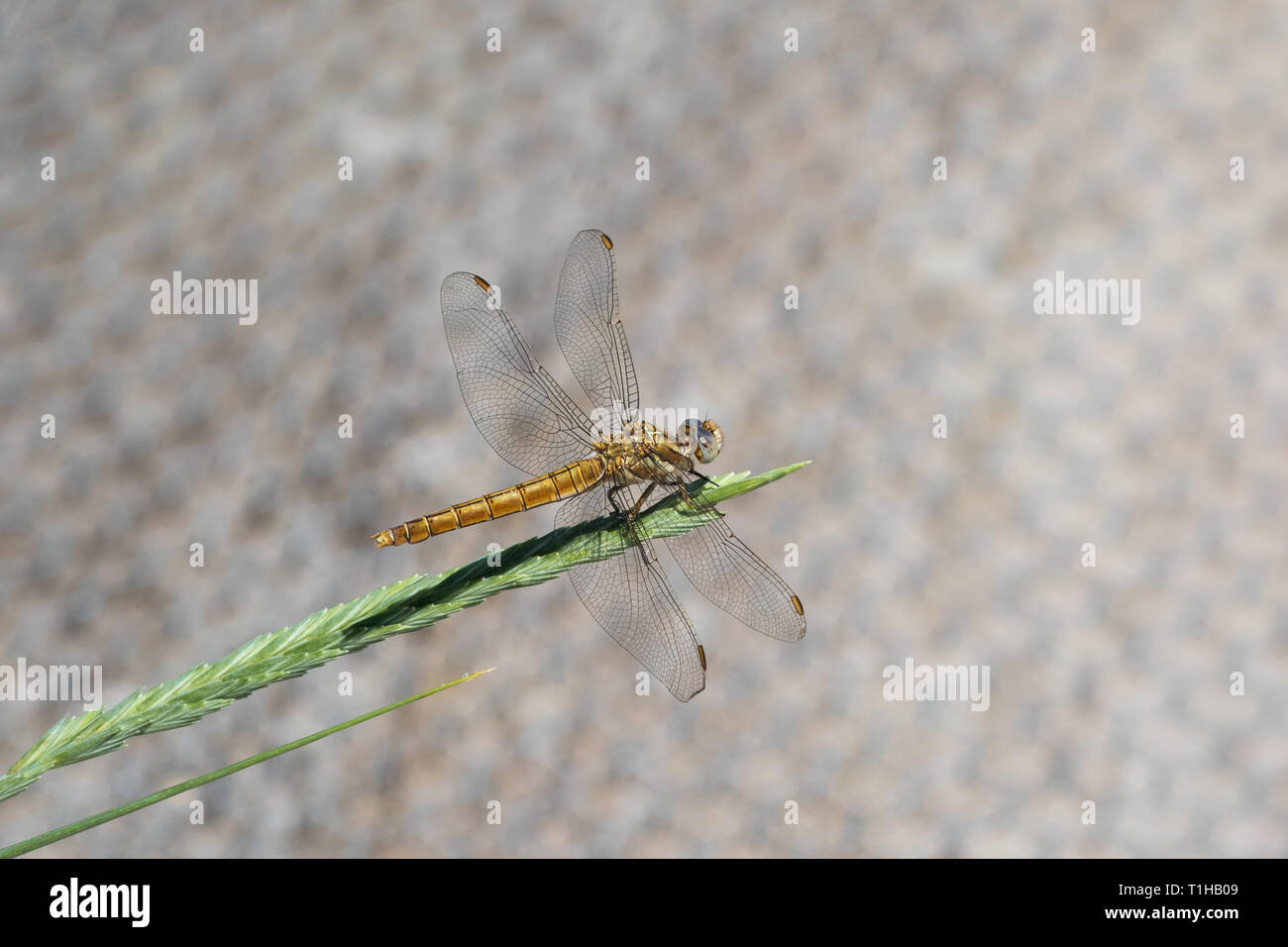 Dragonfly, belonging to the infraorder Anisoptera, side view Stock Photo