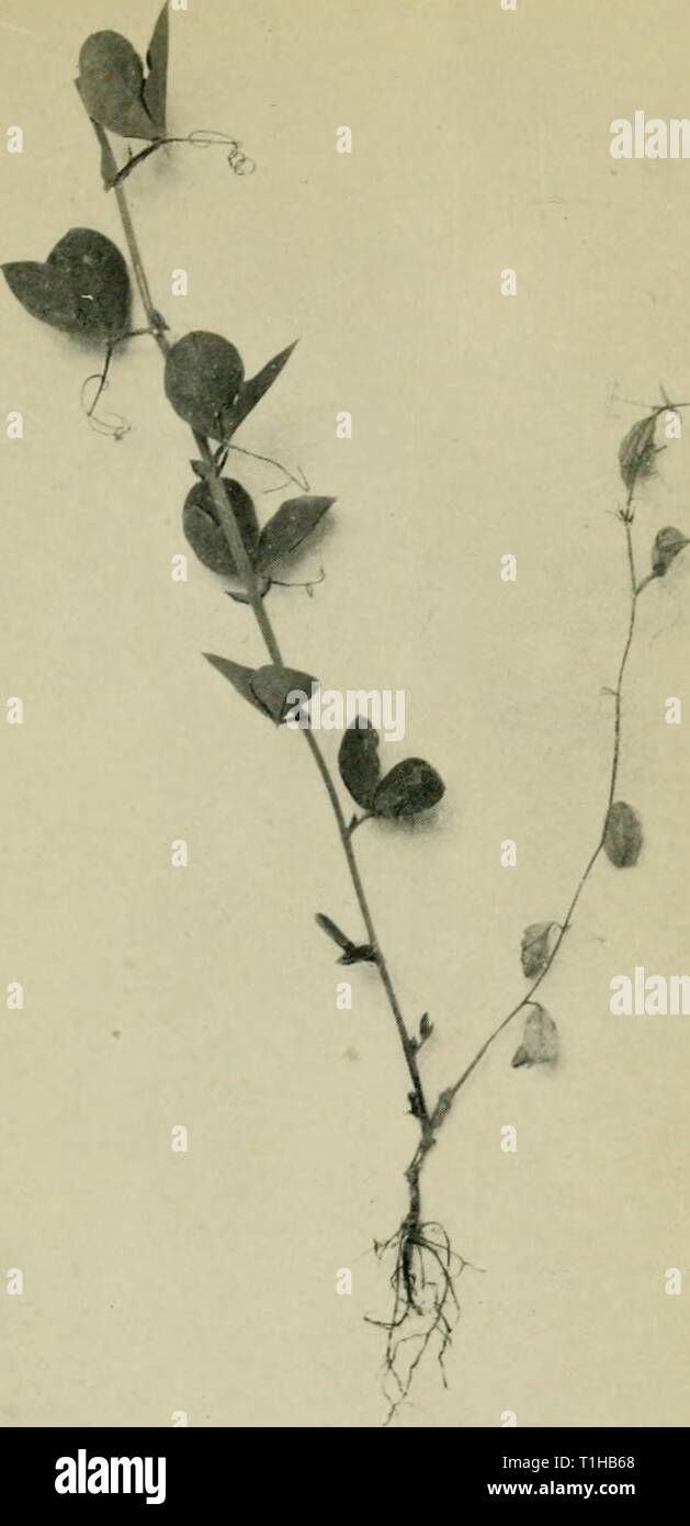 Diseases of glasshouse plants (1923) Diseases of glasshouse plants  diseasesofglassh1923bewl Year: 1923   Fig. 16. This photograph .';hovs the wilted plant in Fig. 1.5 after being submitted to shade and an average temperature of 2.5°C' for thirty days. The wilted leaves have fallen off, but the plant has recovered and made good growth in the top. ''nfi''f* pea, showing right-hand branch wilted as the result of inoculation with a pure culture of V. albo-atrum. [Facing page y8 Stock Photo