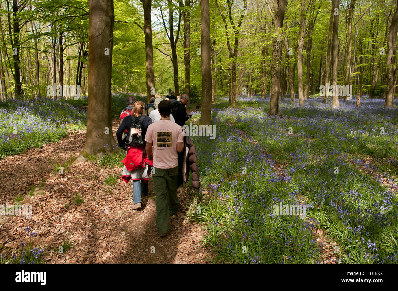 Rear view of ramblers walking along a footpath in beautiful bluebell wood Stock Photo