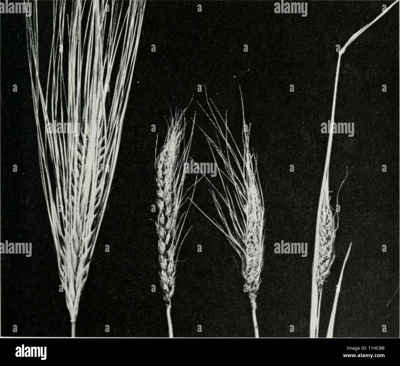 Diseases of wheat, oats, barley, Diseases of wheat, oats, barley, and rye  diseasesofwheato48boew Year: 1960  BOEWE: DISEASES OF WHEAT, OATS, BARLEY, AND RYE 99 COVERED SMUT Ustilago hordei The fungus causing covered smut of barley does not infect any other cereal. It occurs on 11 wild grasses west of Illinois, but it has not been found on them in Illinois. In symptoms and life history it is similar to the fungus causing covered smut of oats. There are at least seven physiologic races of the fungus that attacks barley. Covered smut occurs on barley throughout Illinois, but it is most prevalent Stock Photo