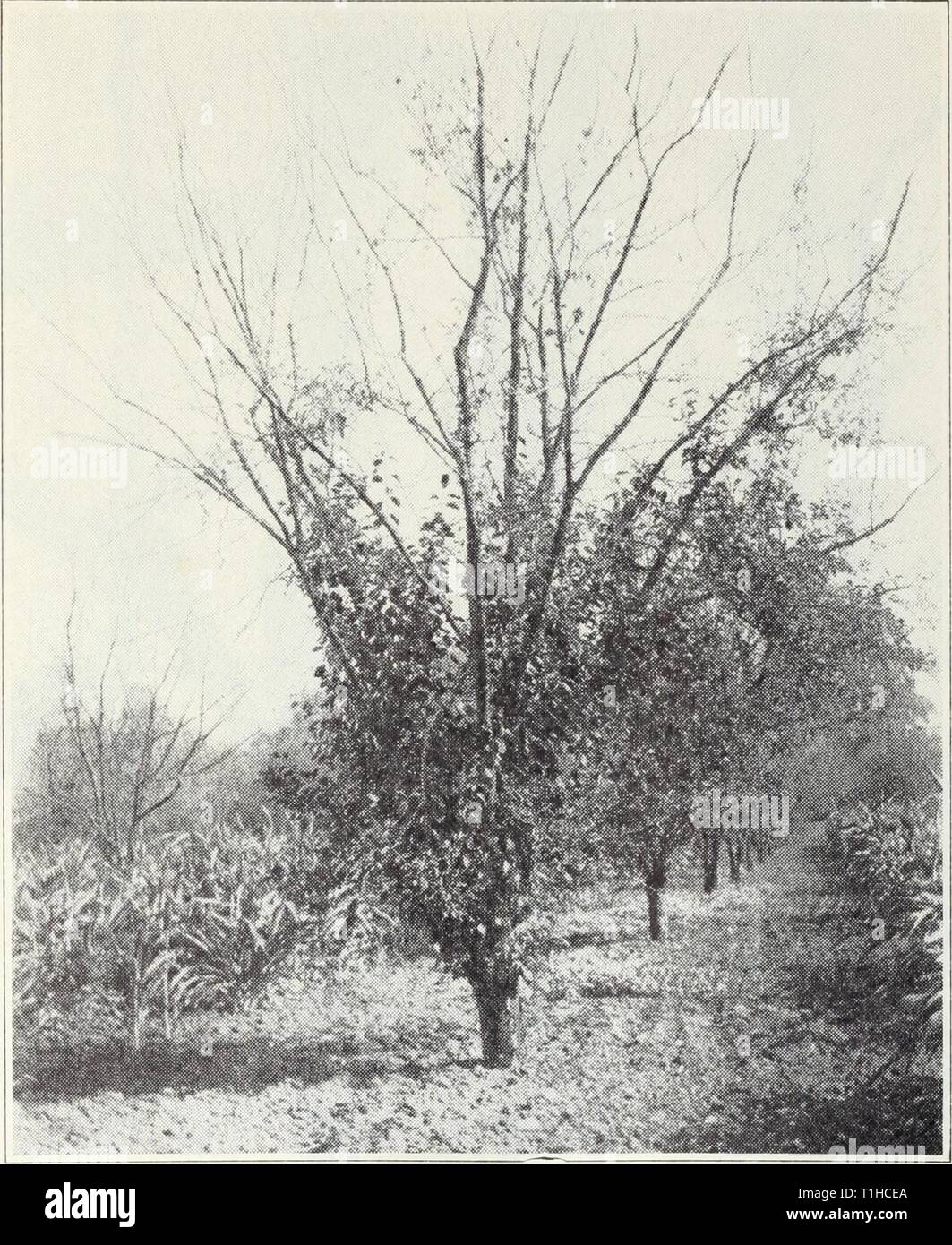 Diseases of fruits and nuts Diseases of fruits and nuts  diseasesoffruits120smit Year: 1941  Diseases of Fruits and Nuts 113 death of the terminal buds and the consequent forcing out of lateral shoots, which in turn die back before they make much growth (fig. 33, p. 80). The bark of some of the smaller branches shows a rough, corky condition (fig. 61).    -J)ieback of Frcncli piuno trees, associated with overbearing and deficiency of potassium in soil. Applications of copper, either to the soil, through holes in the trunk, or by spraying with 5-5-50 bordeaux mixture as recommended for pears (p Stock Photo