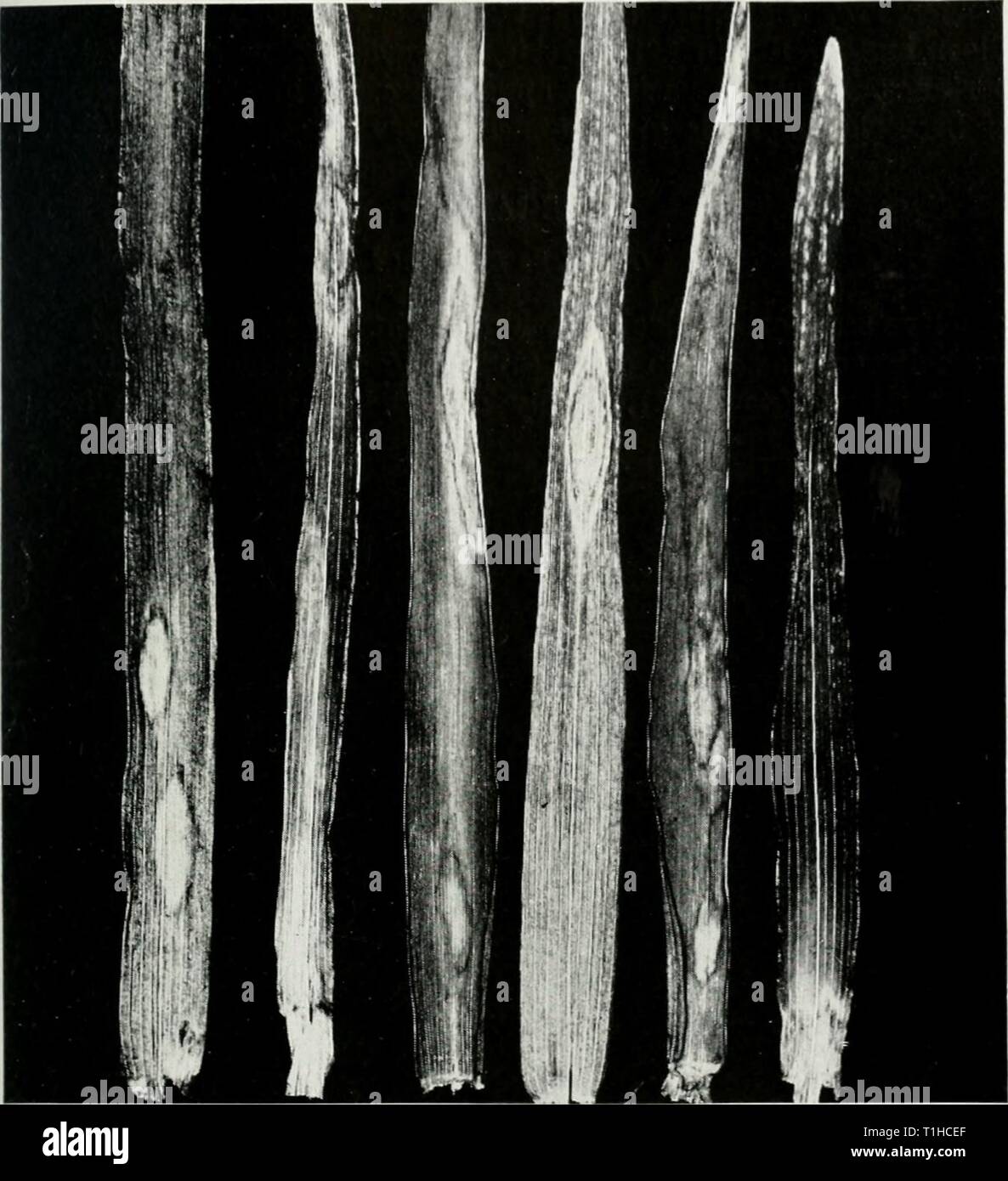 Diseases of small grain crops Diseases of small grain crops in Illinois  diseasesofsmallg35boew Year: 1939  BOEWE: DISEASES OF SMALL GRAIN CROPS 101    Fig. 39.—The scald disease of rye. Infection of leaves by a parasitic fungus results in the appearance of oval, bleached spots, which greatly reduce the food-making capacity of affected leaves. for other diseases ought to aid in controlling it, if it should become a serious factor in rye production. BACTERIAL BLIGHT Bacterium translucens secalis Although the bacterial blight of rye is the same disease as the bacterial blight of barley, only a s Stock Photo