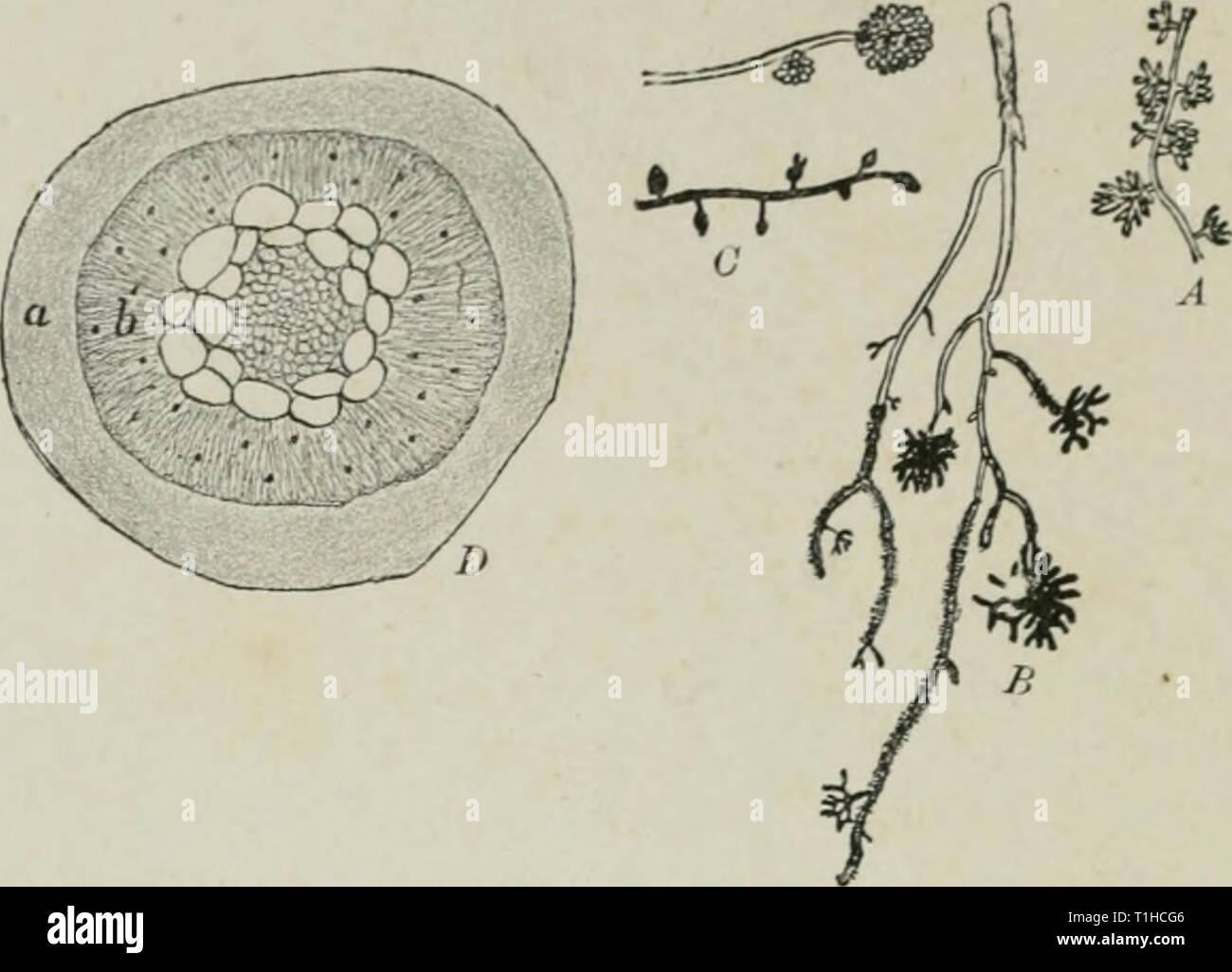 Diseases of plants induced by Diseases of plants induced by cryptogamic parasites; introduction to the study of pathogenic Fungi, slime-Fungi, bacteria, & Algae  diseasesofplant00tube Year: 1897  96 SYMBIOSIS. in Monotnqm. The root-system of a tree has not only to secure nourishment, hut also the rigidity and stability of the tree. This latter can only be attained by a wide distribution of roots in the firm subsoil free from humus, where normal roots with root-hairs will be formed. The nursing function of the mycorhiza seems thus to be less important than in the case of Monotnipa.    Fig. la.— Stock Photo