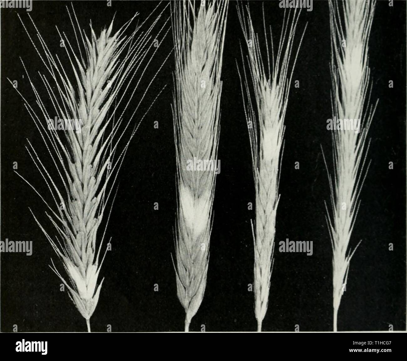 Diseases of small grain crops Diseases of small grain crops in Illinois  diseasesofsmallg35boew Year: 1939  102 ILLINOIS NATURAL HISTORY SURVEY CIRCULAR 85 danger rye. Bacterial blight was first observed on rye near Bloomington, 111., in 1921. It is, however, of no economic im- portance. A full discussion of appearance, life history and control of bacterial blight is given under barley diseases (page 82). SCAB Gibberella Sanbinetii Rye scab, called also Fusarium blight and head blight, is the same disease as scab on other cereals. A full discussion is given under wheat (page 28). Badly disease Stock Photo
