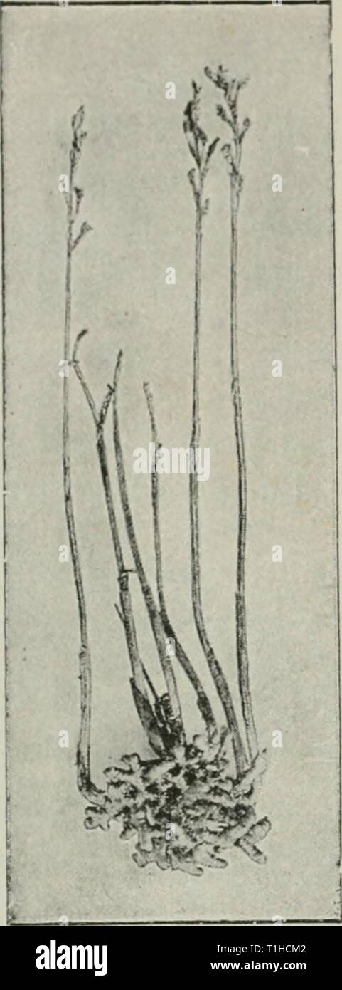 Diseases of plants induced by Diseases of plants induced by cryptogamic parasites; introduction to the study of pathogenic Fungi, slime-Fungi, bacteria, & Algae  diseasesofplant00tube Year: 1897  98 SYMBIOSIS. su22ested that the reduced f'oMuatioii of hairs on their roots was due to the funyus-hyphae Itehaviiig- physiologically as root-hairs. Johow, in o])position to Frank, states tliat the non-chhno- phyllous Wnllschlacfjclia, a relative of Neotiia, shows no trace of Stock Photo