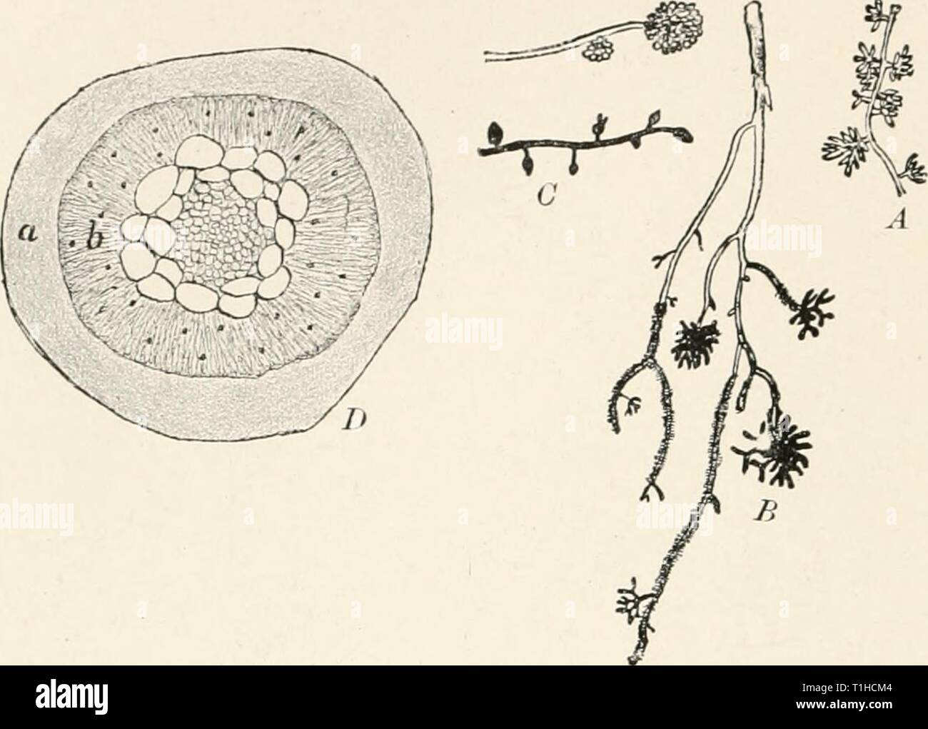 Diseases of plants induced by Diseases of plants induced by cryptogamuc parasites; introduction to the study of pathogenic fungi, slime-fungi, bacteria, and algae. English ed. by William G. Smith  diseasesofplants00tubeuoft Year: 1897  96 SYMBIOSIS. in Monotnqxi. The root-system of a tree has not only to secure nourishment, Imt also the rigidity and stability of the tree. This latter can only be attained by a wide distribution of roots in the firm subsoil free from humus, where normal roots with root-hairs will be formed. The nursing function of the mycorhiza seems thus to be less important th Stock Photo