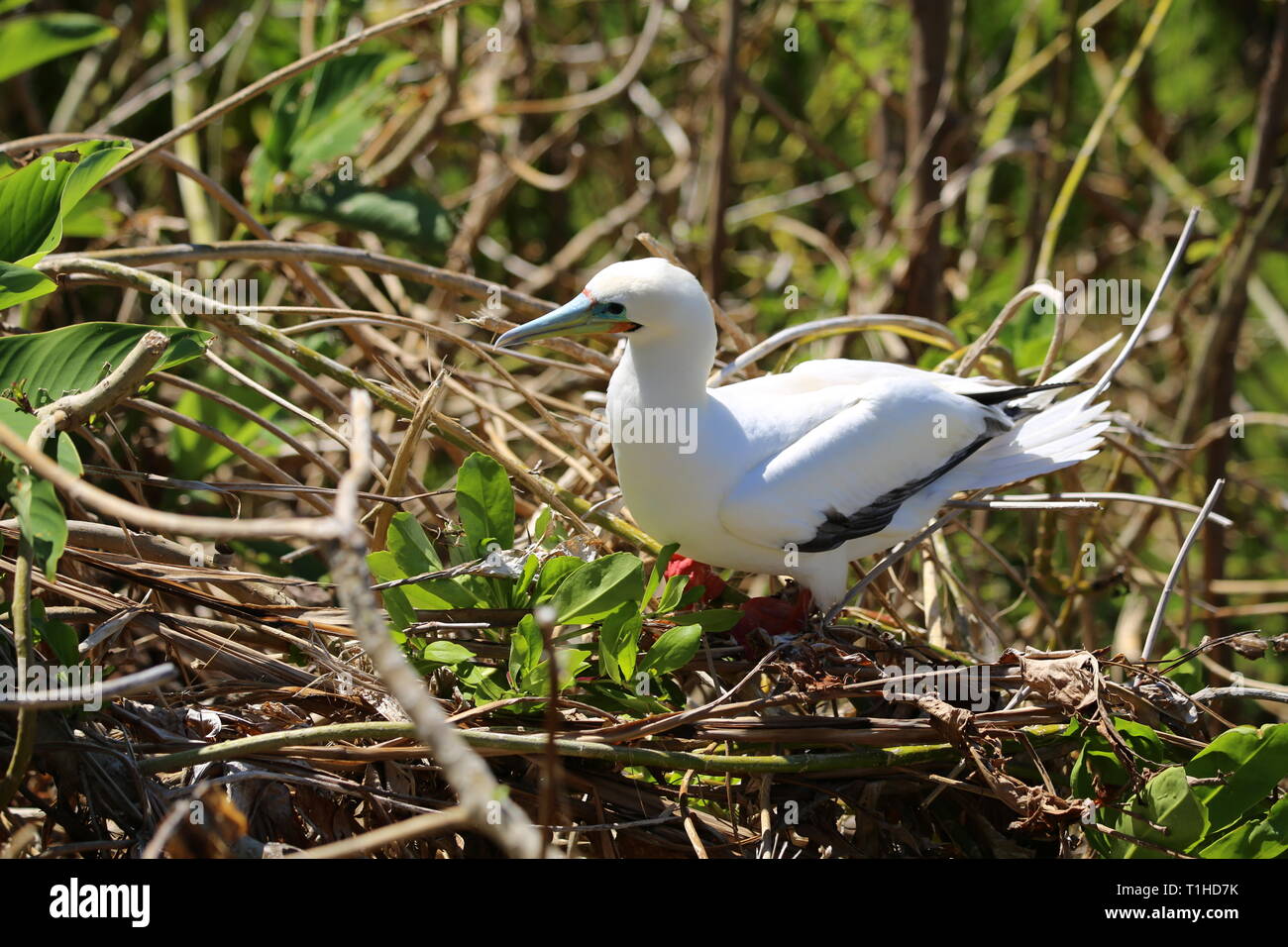 Red-Footed Booby Stock Photo