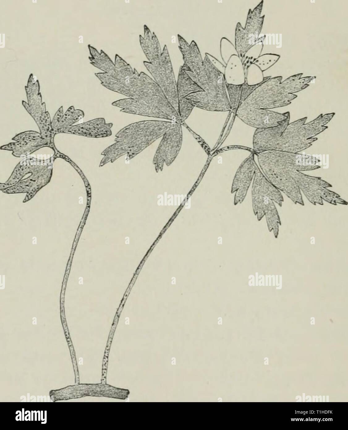 Diseases of plants induced by Diseases of plants induced by cryptogamic parasites; introduction to the study of pathogenic Fungi, slime-Fungi, bacteria, & Algae  diseasesofplant00tube Year: 1897  112 I'lIYCOMYCETKS. on Stems, Hovver-stalks, radical and cauline leaves, and floral envelopes. Leucochytrium. (1) Forniin; simple vesicles: S. punctatum, Schroet. On Gayea pratcmis. S. rubrocinctum, Magnus, forms little red eruptions on Scun- frujja (jraiiuhitii, the cell-sap of the host-plant becoming red. S. alpinum, Thomas. On Viula hiflora. . S. anomalum, Schroet. (U. S. America). On Adoxa Moscha- Stock Photo