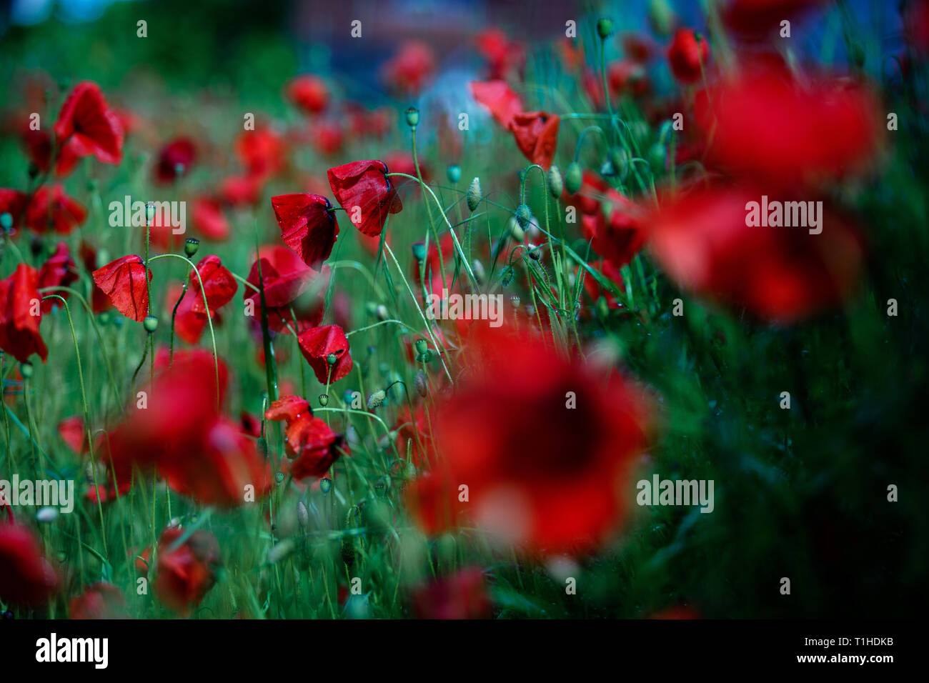 Field of Corn Poppy Flowers Papaver rhoeas in Summer Stock Photo - Alamy
