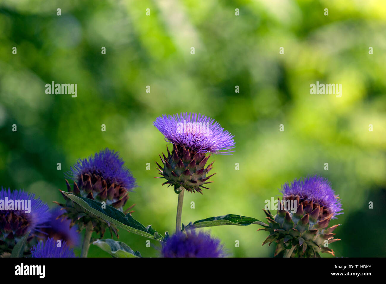 Thistle like flower hires stock photography and images Alamy