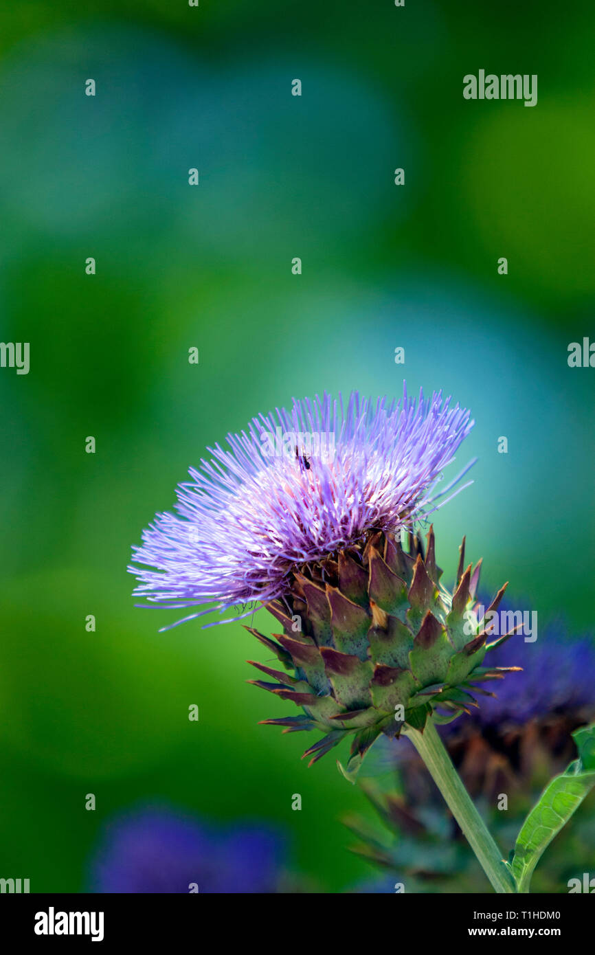 Thistle like flower hires stock photography and images Alamy