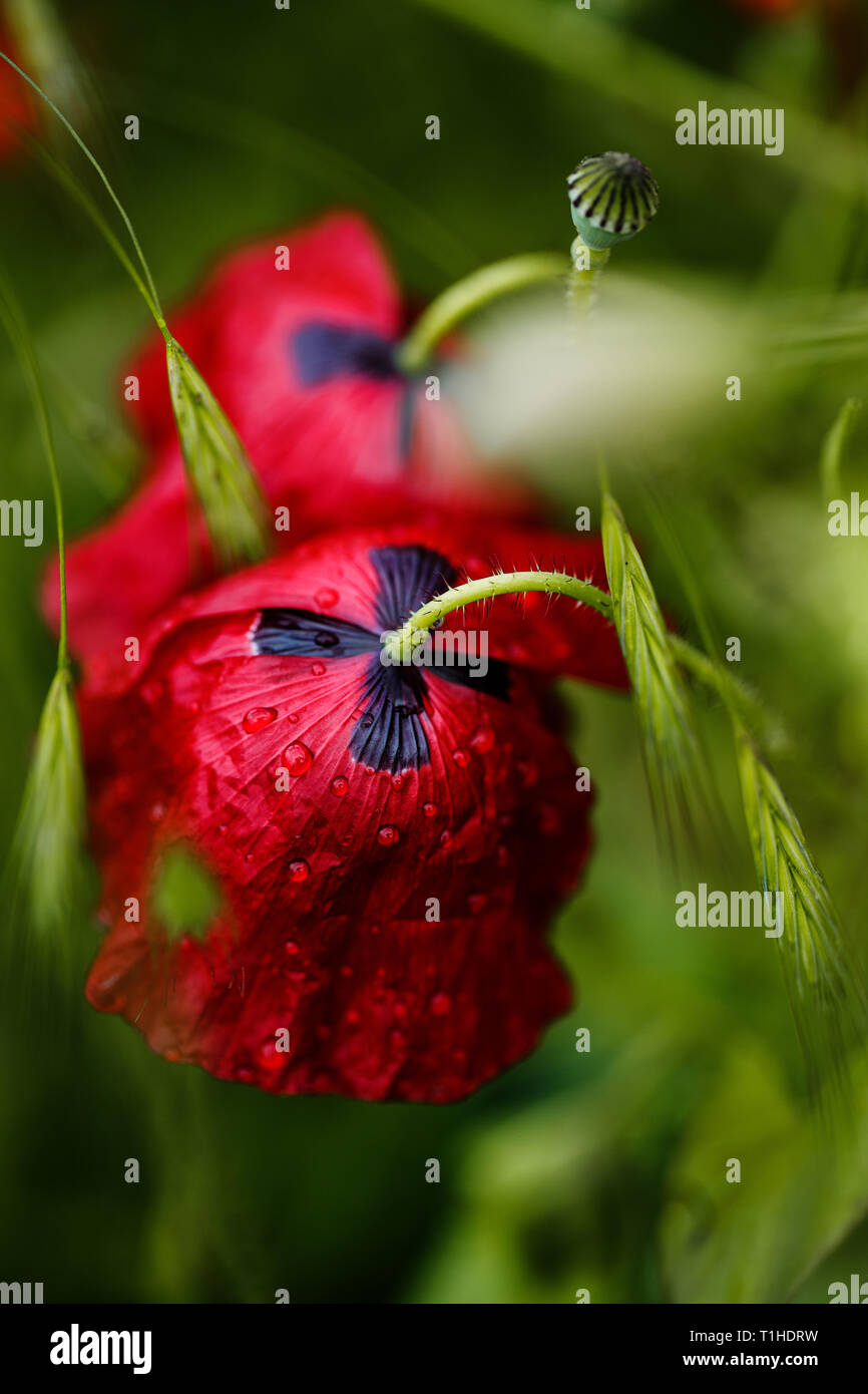 Field of Corn Poppy Flowers Papaver rhoeas in Summer Stock Photo - Alamy