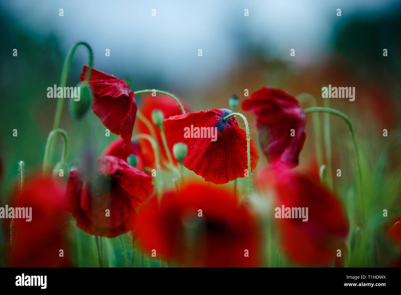 Field of Corn Poppy Flowers Papaver rhoeas in Summer Stock Photo - Alamy