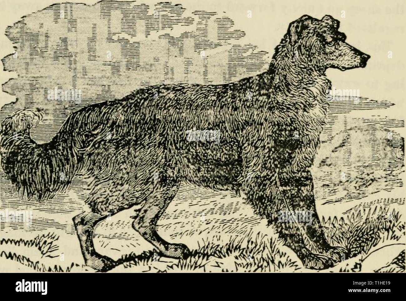 whole pet essentials