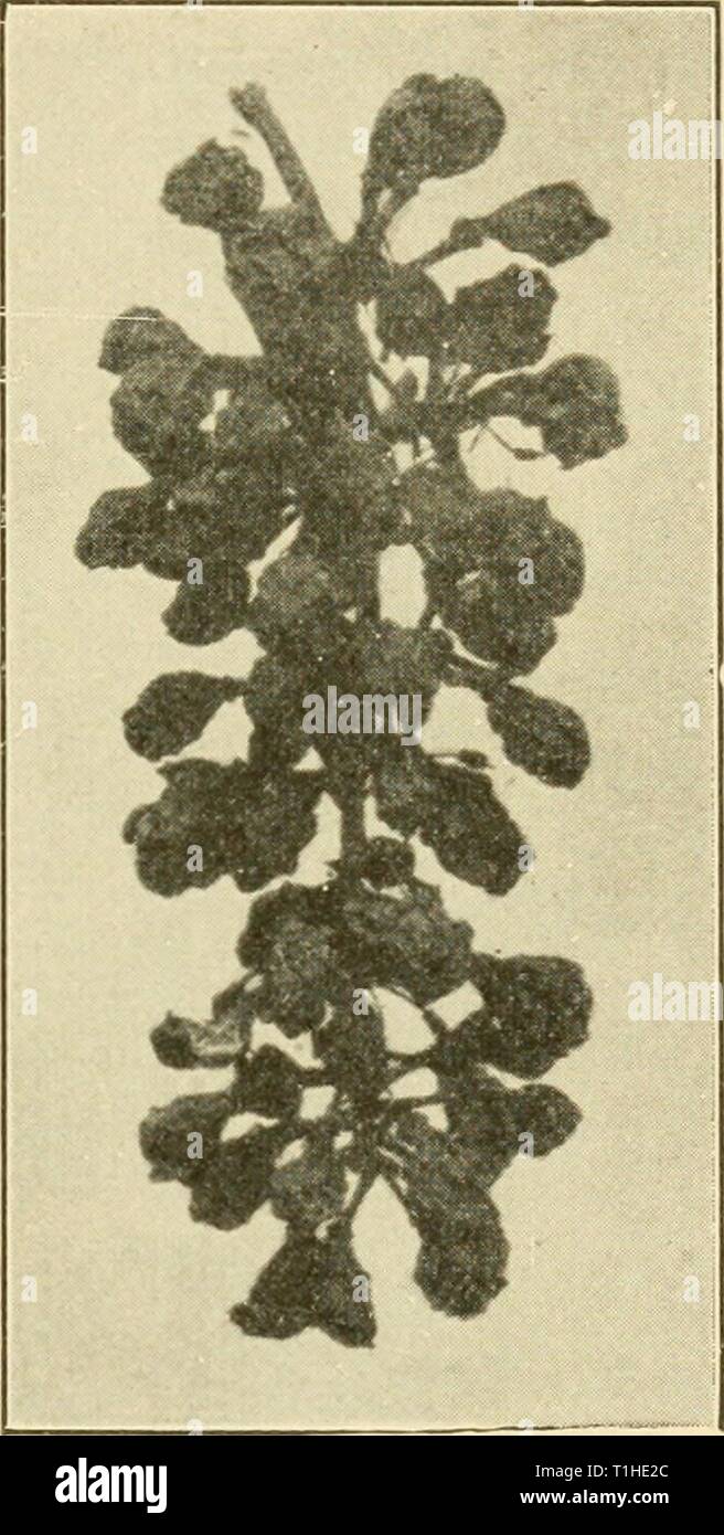 Diseases of economic plants (1921) Diseases of economic plants  diseasesofeconom01stev Year: 1921  Small Fruits 121 Upon the leaves the disease appears considerably earlier than upon the fruits. Here it produces tan-colored spots about 3-8 mm. in diameter, many or few according to the severity of the infection. In or near the centers of the older spots, upon the upper surface of the leaves, are seen the nearly microscopic pycnidia which are often arranged in concentric circles. On the young shoots the spots are somewhat more reddish and are often cracked longitudinally, but otherwise they are  Stock Photo