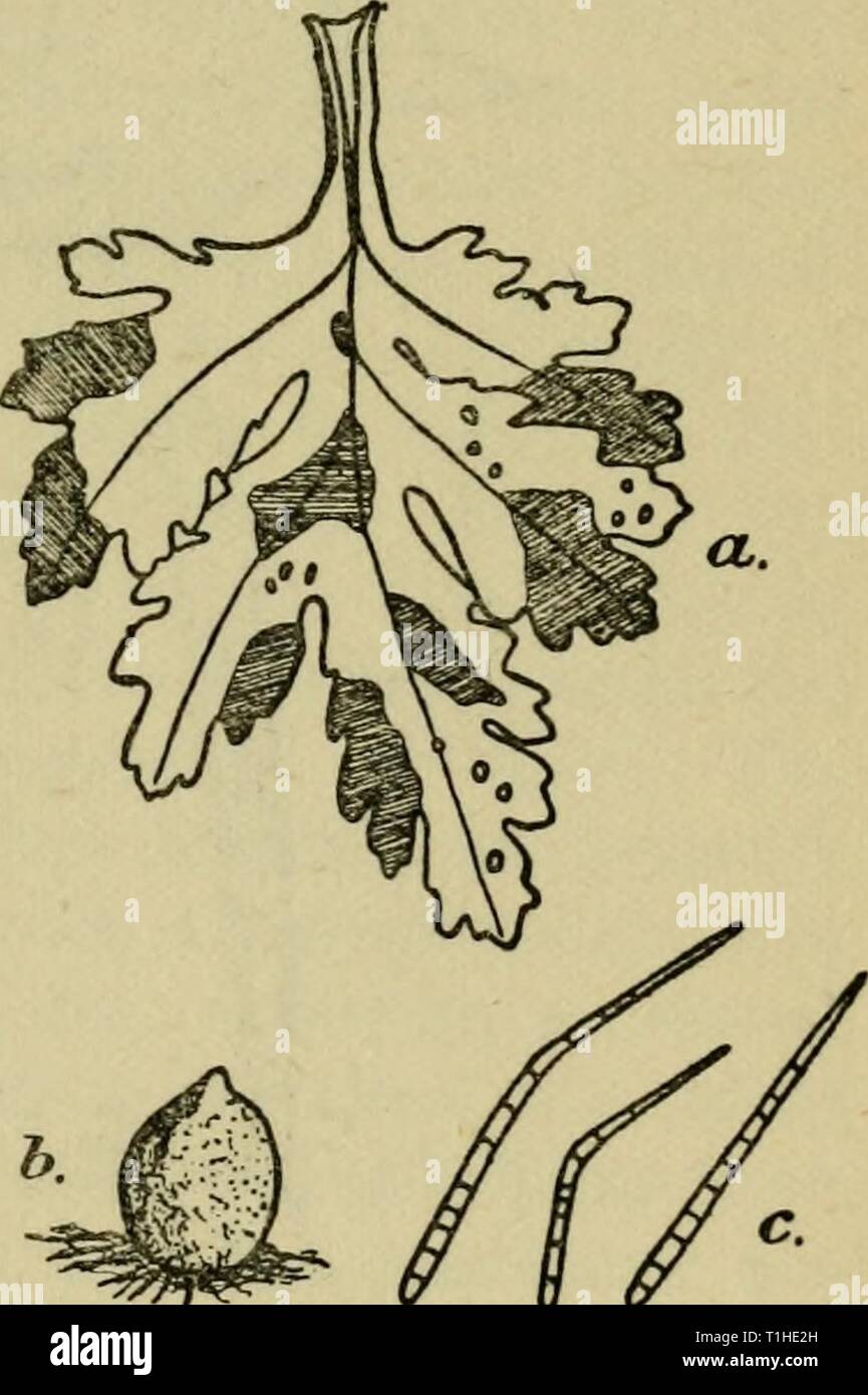 Diseases of glasshouse plants (1923) Diseases of glasshouse plants  diseasesofglassh1923bewl Year: 1923  DISEASES DUE TO FUNGI 109 soon die and hang down the stem. Tiny heaps of spores are produced on the diseased areas on both sides of the leaf. Control is a difficult matter, and infected plants should be destroyed immediately. Spraying with a copper fungicide is recommended as a means of protecting the healthy plants. Powdery Mildew of the Chrysanthemum.—Chrysan- themums grown under glass frequently suffer from this disease, due to Oidium chrysanthemi Robh. The leaves become covered with a w Stock Photo