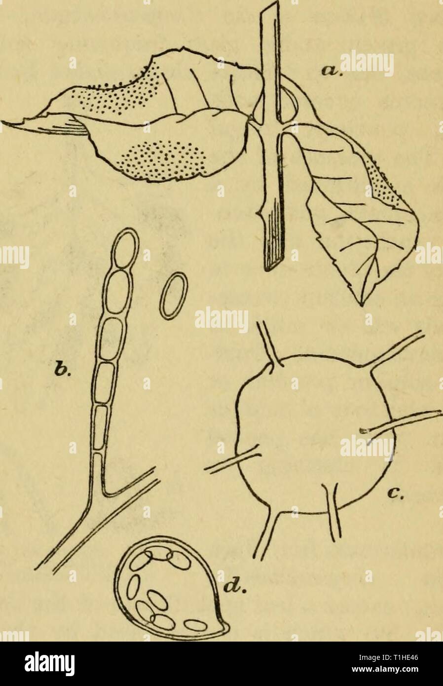 Diseases of glasshouse plants (1923) Diseases of glasshouse plants  diseasesofglassh1923bewl Year: 1923  110 DISEASES OF GLASSHOUSE PLANTS Downy Mildew of the Rose.—This disease, while common on glasshouse roses, is somewhat difficult to detect. Frequently young plants appear to lack vigour for no obvious reason, but a careful examination of the leaves reveals the presence of minute fungal filaments. The causal organism, Peronospora sparsa Berk., is capable    Fig. 31. Powdery mildew of the rose : («) Diseased leaves, (6) summer spores, (c) a perithecium, (d) ascus containing eight ascosporcs. Stock Photo