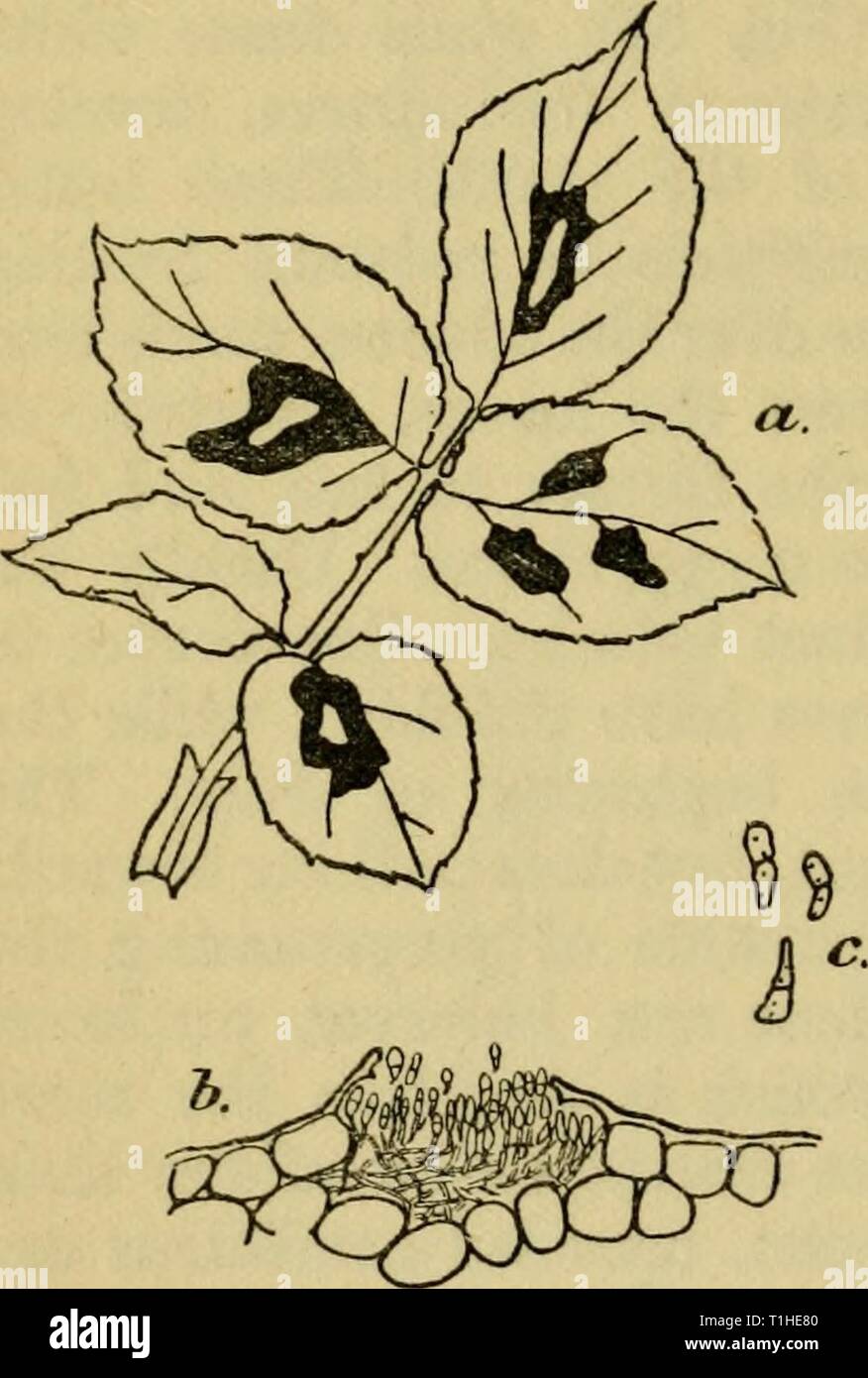 Diseases of glasshouse plants (1923) Diseases of glasshouse plants  diseasesofglassh1923bewl Year: 1923  112 DISEASES OF GLASSHOUSE PLANTS produced on the upper surface of the leaves, varying in diameter from an eighth of an inch to patches covering haK the leaf. (Fig. 32). The tissue round the spots turns yellow, and, as the spots become old, minute dark pycnidia or fruiting bodies are distributed over the surface. Ulti- mately the leaves fall, and as the diseased plants lose their fohage they become weakened and stunted blooms are produced. On the diseased areas conidia are produced in great Stock Photo