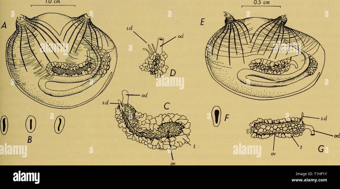 Discovery reports (1962) Discovery reports  discoveryreports30inst Year: 1962  DESCRIPTION OF SPECIES i3S Tentacles. There are twenty-two tentacles in one specimen examined. They have short branches and are at most bi-pinnate. Dorsal tubercle. The dorsal tubercle in each of four animals has a narrow longitudinal slit-like opening, either straight, slightly sinuous, or very slightly curved (Text-fig. 58 B). This is quite distinct from the C-shaped opening described by Arnback in the typical form of the species. Branchial sac. The number of branchial folds varies; in one animal there are seven o Stock Photo