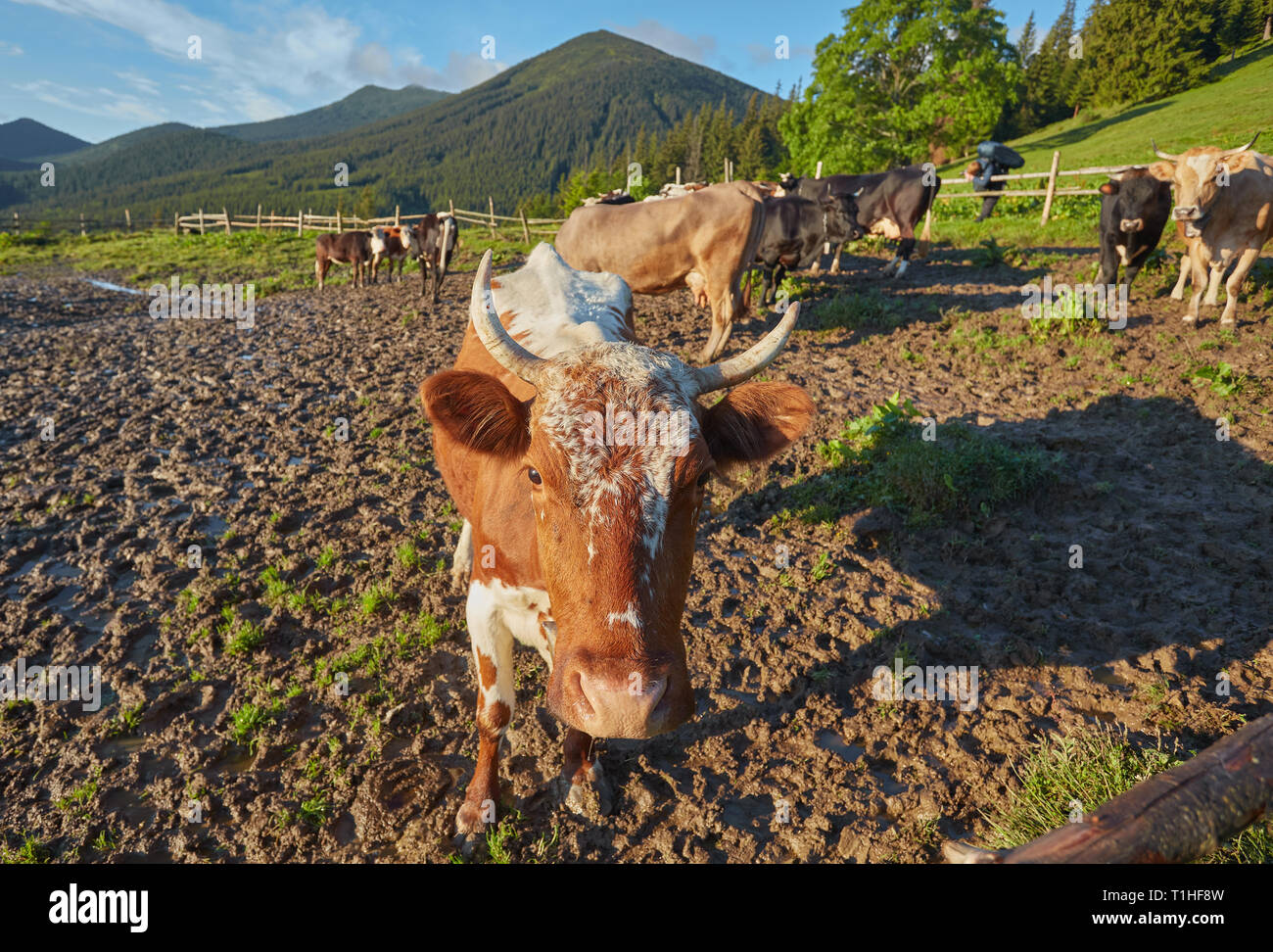 Dairy cows in the austrian alps hi-res stock photography and images - Alamy