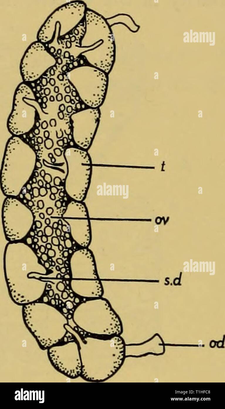 Discovery reports (1962) Discovery reports  discoveryreports30inst Year: 1962  B    Text-fig. 62. Ascopera gigantea Herdman (St. 371): A, gut; B, gonad. Genus Paramolgula Traustedt, 1885 Paramolgula gregaria (Lesson) (Text-fig. 63, PI. V fig. 2) Cynthia gregaria Lesson, 1830, p. 157, pi. 52, fig. 3. For synonymy see van Name (1945), p. 428. Occurrence. St. 51: Falkland Islands, 115 m. St. 52: Falkland Islands, 17 m. St. 53: Falkland Islands, 0-2 m. St. 55: Falkland Islands, 10-16 m. St. 56: Falkland Islands, 10-5-10 m. St. 57: Falkland Islands, 15 m. St. 58: Falkland Islands, 1-2 m. St. 1230:  Stock Photo