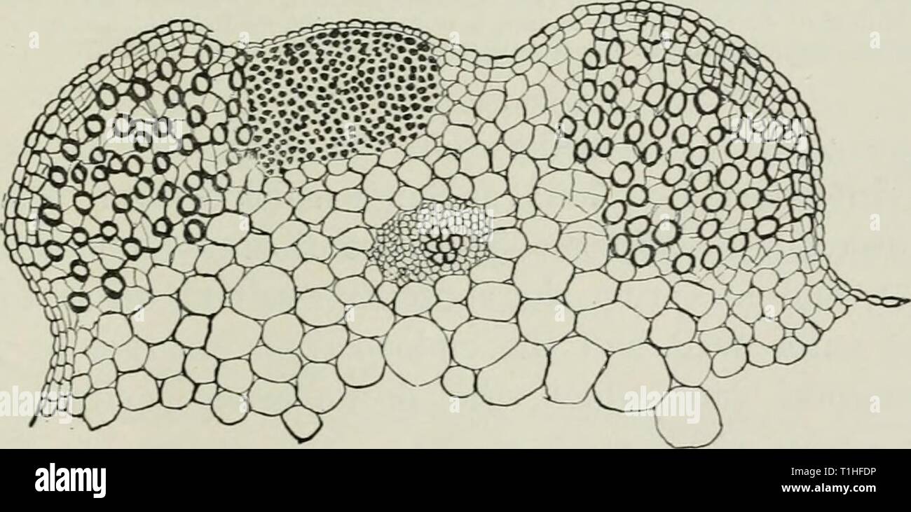 Diseases of plants induced by Diseases of plants induced by cryptogamic parasites; introduction to the study of pathogenic Fungi, slime-Fungi, bacteria, & Algae  diseasesofplant00tube Year: 1897  Fig. 45.—Protomyces macrosporiis on leaf-stalk of AegopoO.ium Pod.agro.rio.. A, Mycelium and sporangium in- the tissue under the epidermis. B, Sporangia in stages of development, (v. Tubeuf del.) latter is a secondary process and consists (see Fig. 9) in the formation of exceedingly delicate membranes inside the original    Fig. 46.—Protomyces viaci'Oiporus. Section of petiole of Aeyopodiv.rii with tw Stock Photo