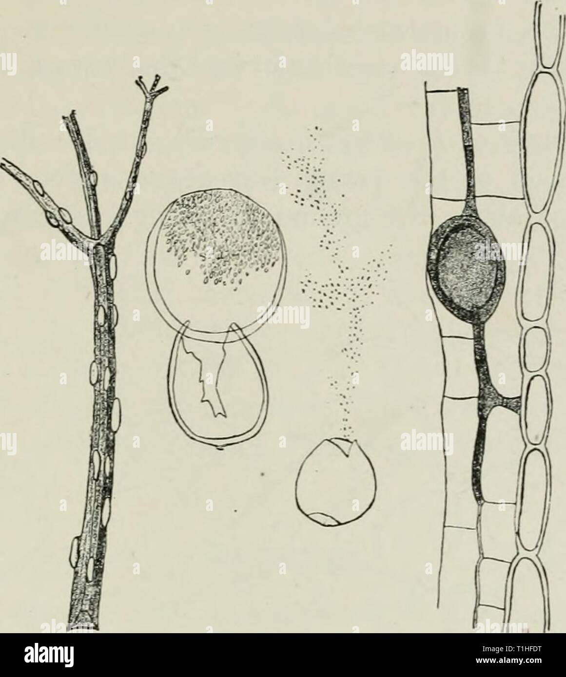 Diseases of plants induced by Diseases of plants induced by cryptogamic parasites; introduction to the study of pathogenic Fungi, slime-Fungi, bacteria, & Algae  diseasesofplant00tube Year: 1897  PROTOMYCES. 139 distributing itself through the intercellular spaces, stimulates the parenchyma-cells of the host to growth and cell-division. The    Fig. 45.—Protomyces macrosporiis on leaf-stalk of AegopoO.ium Pod.agro.rio.. A, Mycelium and sporangium in- the tissue under the epidermis. B, Sporangia in stages of development, (v. Tubeuf del.) latter is a secondary process and consists (see Fig. 9) in Stock Photo