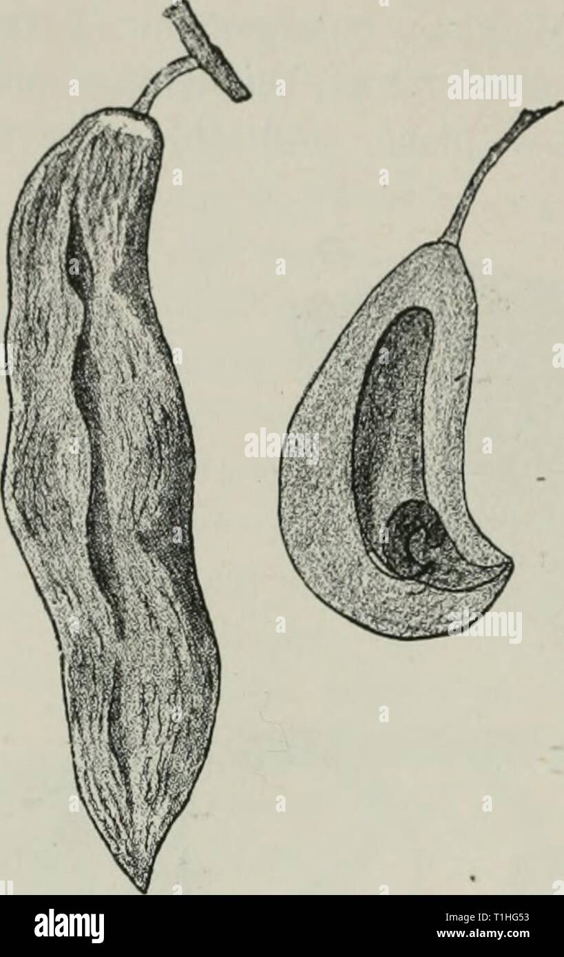 Diseases of plants induced by Diseases of plants induced by cryptogamic parasites; introduction to the study of pathogenic Fungi, slime-Fungi, bacteria, & Algae  diseasesofplant00tube Year: 1897  15G ASCOMYCKTES. Exoascus Rostrupianus Sad. This fungus causes ' pockets ' on rn/ni/,s spitiosa (sloe) similar to the preceding species. According to Sadebeck, the asci in this case are more slender. Stock Photo