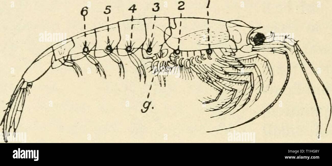 Diversions Of A Naturalist 1915 Diversions Of A Naturalist - 