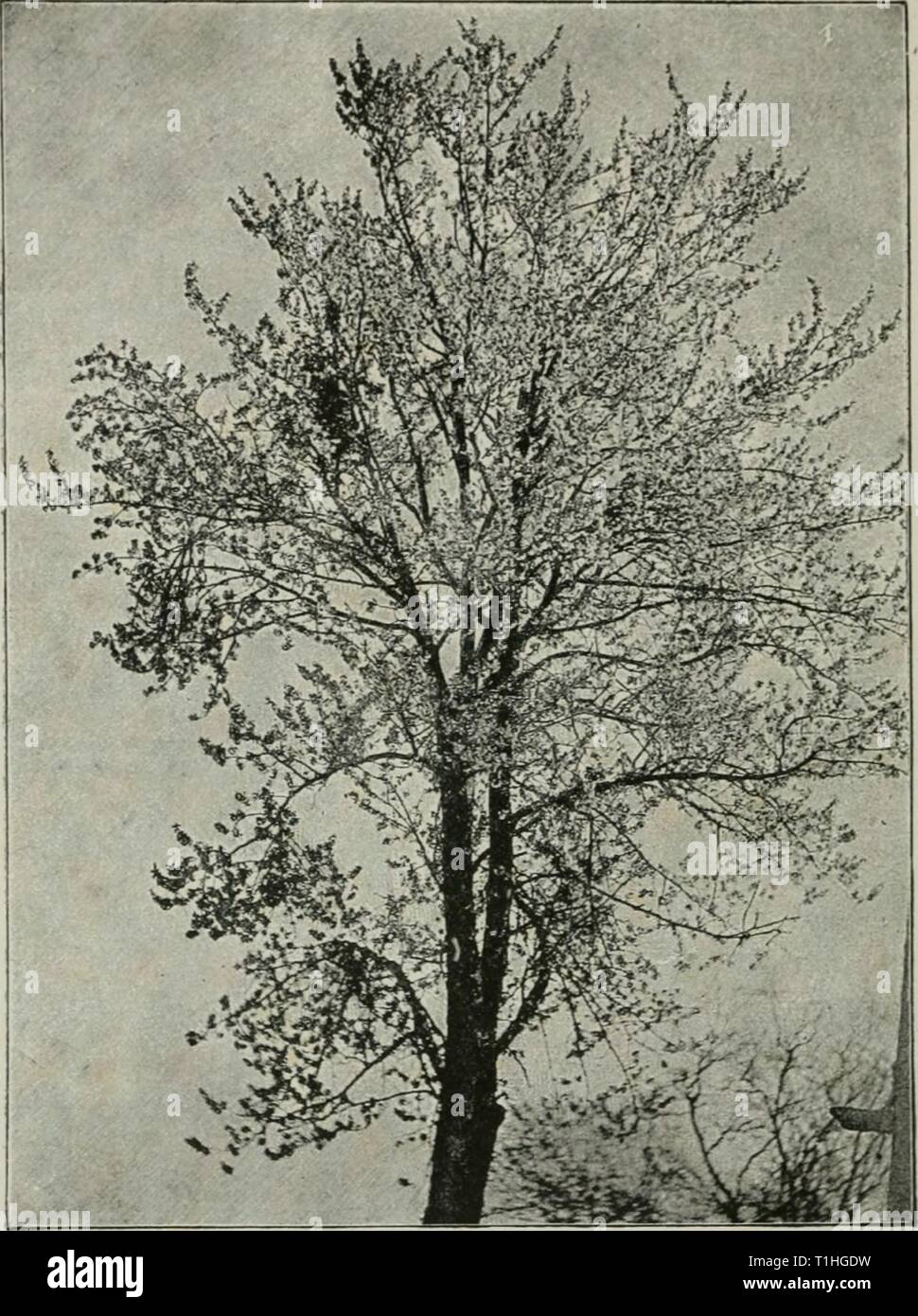 Diseases of plants induced by Diseases of plants induced by cryptogamic parasites; introduction to the study of pathogenic Fungi, slime-Fungi, bacteria, & Algae  diseasesofplant00tube Year: 1897  162 ASCOMYCETES. into the inner tissues of newly-formed twigs and leaves. The mycelium of Ex. alpinus passes the winter in the buds, spreading thence in spring into young twigs and leaves.    Fig. 57.—Exoascus cerasi on Prunus droius. Cherry-tree iii blossom, with the exception of four witches' brooms. The tree is as yet leafless except the brooms, which are in full foliage and show up dark. (v. Tubeu Stock Photo