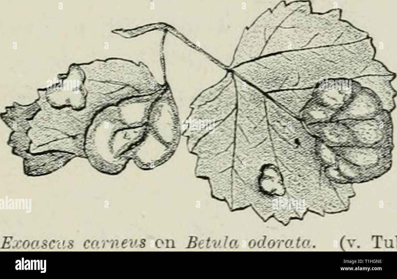 Diseases of plants induced by Diseases of plants induced by cryptogamic parasites; introduction to the study of pathogenic Fungi, slime-Fungi, bacteria, & Algae  diseasesofplant00tube Year: 1897  Flu. 63.—Exoascus aureus. Leaf section from the margiu of a swelling, showing normal and hypertrophied tissue. The cells of the swelling are abnormally elongated with thickened walls, and some show secondary cell-division. The bases of the asei are wedged in between the cells; one ascus is shown with conidia. (v. Tubeuf del.) Exoascus cameus Johan. occurs on leaves of Brtv.la odorata, B. nana, and B.  Stock Photo