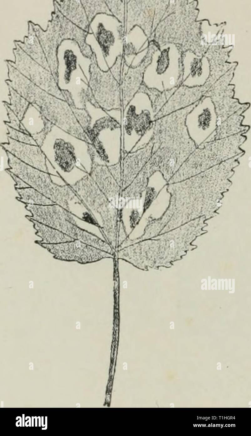 Diseases of plants induced by Diseases of plants induced by cryptogamic parasites; introduction to the study of pathogenic Fungi, slime-Fungi, bacteria, & Algae  diseasesofplant00tube Year: 1897  168 ASCOMYCETES. J'v, the upper surface of the leaf (Fig. 04), and the upper epidermis alone bears the asci. In the pustules, the leaf may be two to four times as thick as healthy parts. The greatly increased thickness is due for the most part to enlargement of the cells of the mesophyll, while at the same time their normal arrangement is completely lost (Figs. 65, 66). The elements of the tibro- vas Stock Photo