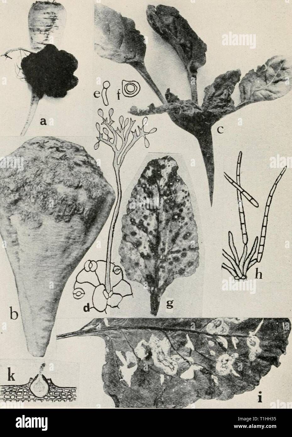 Diseases of truck crops and Diseases of truck crops and their control  diseasesoftruckc00taubuoft Year: [1918]  Fig. 20. Beet Diseases. a. Crown gall, b. scab c. downy mildew, d. Conidiophore of Peroyiospora schachlii arising from a stomate of an infected beet leaf, e. germinating zoospore of P. schach- •/• °°?P.O''e 'f - schachlii, g. Cercospora leaf spot (after Halsted), h. conidiophore and conidia of Cercospora belicola (after Duggar), i. Phoma leaf spot (after Pool and McKay), k. pycnidium of Phoma belce (after T. Johnson) {d.-f. after PriUieux). Stock Photo