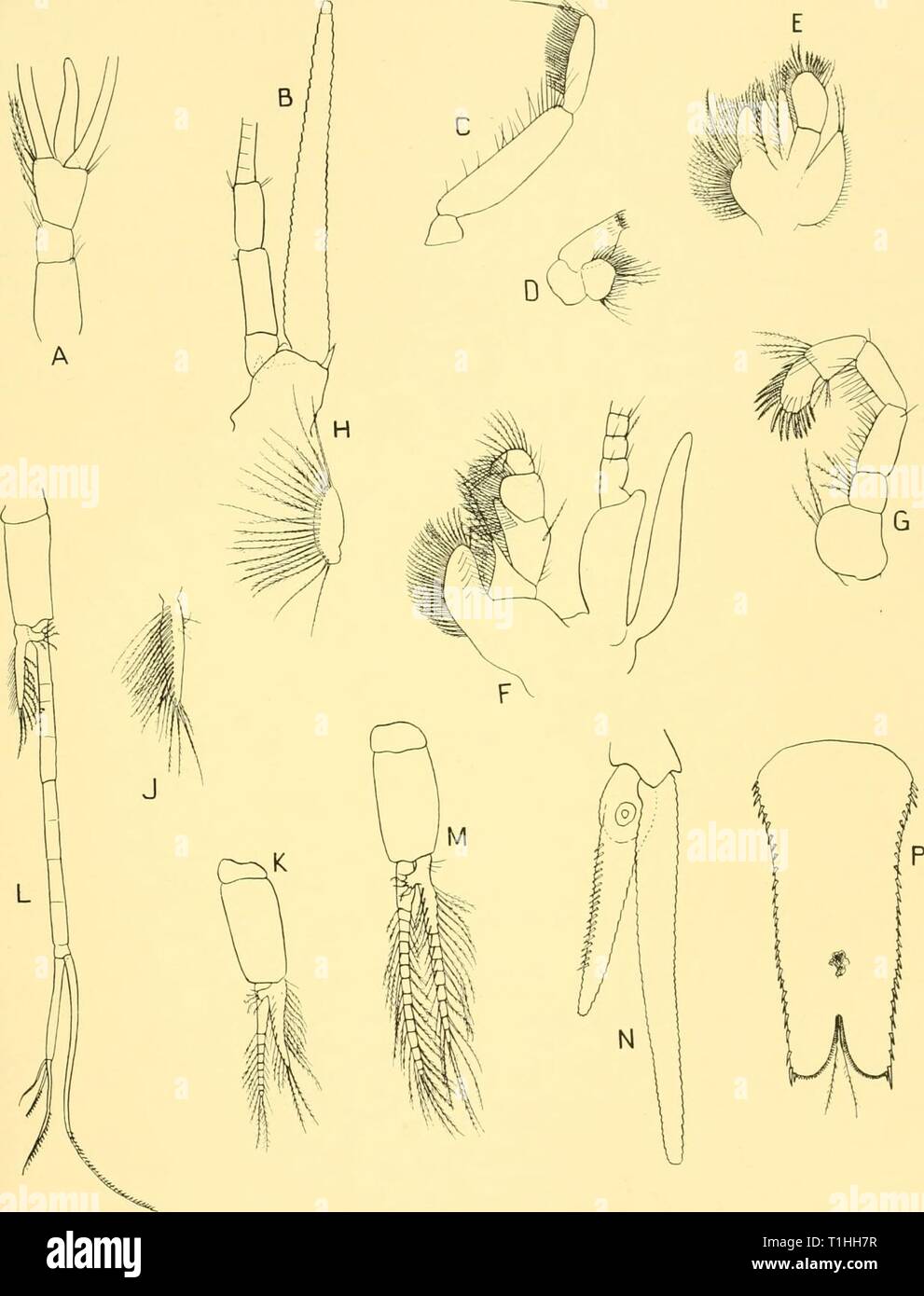 Discovery Reports 1957 Discovery Reports Discoveryreports28inst Year 1957 Systematic Report 181 Fig 46 Arthromysis Magellanica Cunningham A Antennular Peduncle Of Adult Male X 18 B Right Antenna Xi8 C Mandibular Palp X