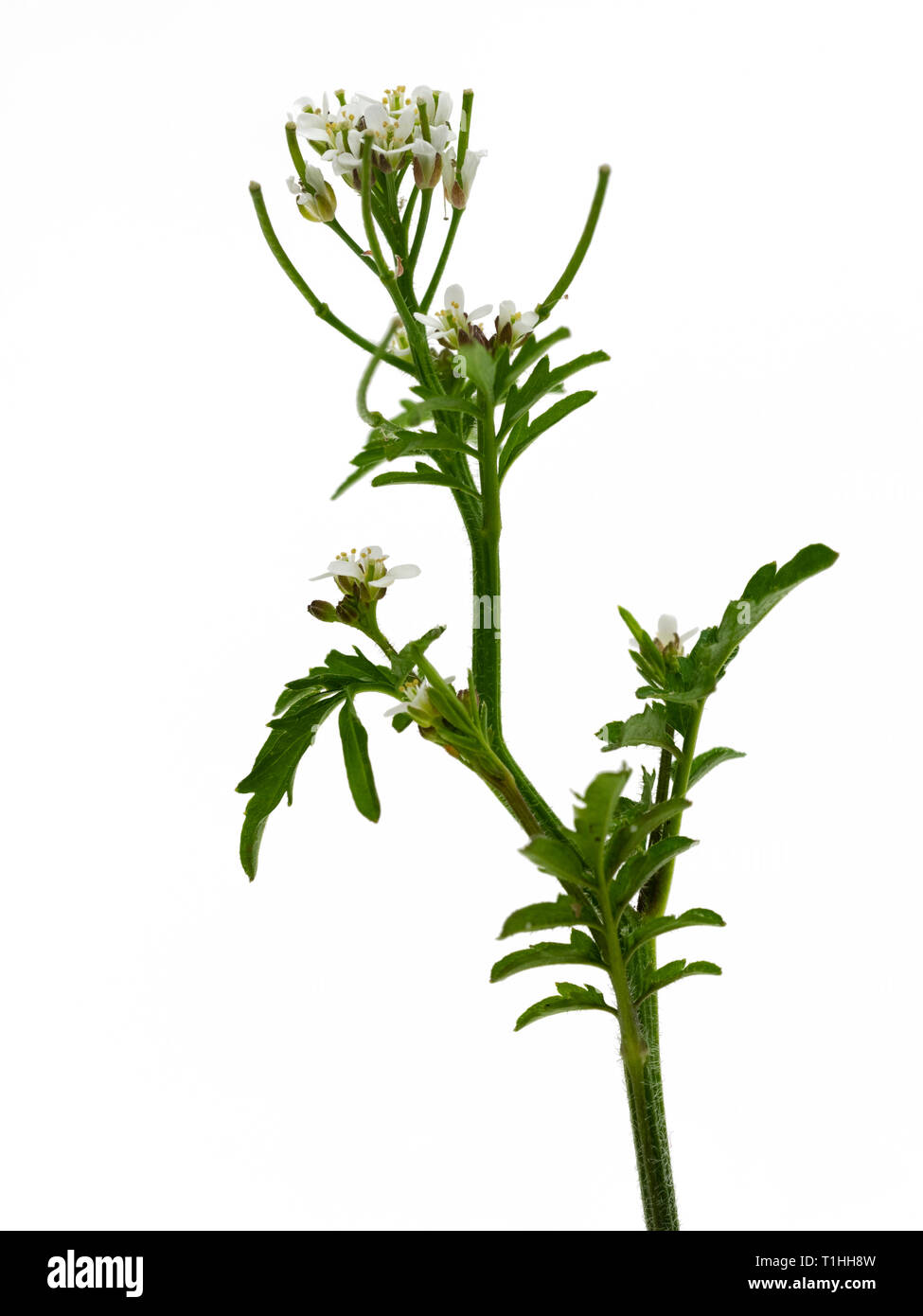 Flowering stem of the annual wildflower, Cardamine flexuosa, Wavy Bitter Cress, a frequent garden weed. Stock Photo