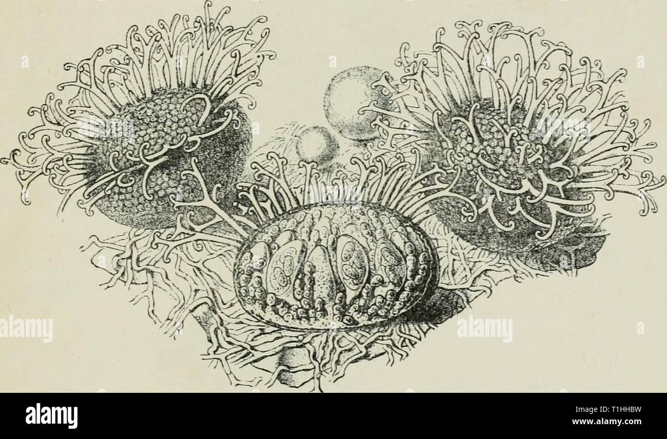 Diseases of plants induced by Diseases of plants induced by cryptogamic parasites; introduction to the study of pathogenic Fungi, slime-Fungi, bacteria, & Algae  diseasesofplant00tube Year: 1897  UNCINULA. 177 appendages having hooked tips. Within the perithecia are found the ovoid asci containing the spores; there are from four to ten asci in each perithecium, and four to eight spores in each ascus. The conidial stage was formerly known as Oidiam Tuclrri. The conidia are abjointed as oval colourless bodies from simple septate conidiophores, to the number of two or three in each chain. They ge Stock Photo