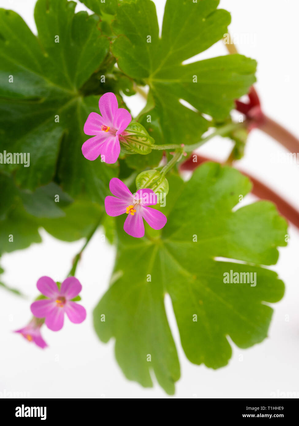 Small pink flowers and glossy foliage of the UK wildflower and annual garden weed, Geranium lucidum, shiny cranesbill Stock Photo