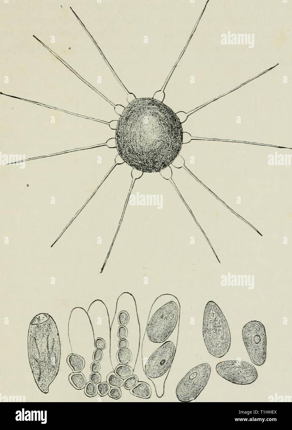 Diseases of plants induced by Diseases of plants induced by cryptogamic parasites; introduction to the study of pathogenic Fungi, slime-Fungi, bacteria, & Algae  diseasesofplant00tube Year: 1897  PERISPORIEAE. 179 Aspergillus, Pcnicilliuin, Zopfia, Fc/'isjjonurn, Lasiubotnjs, Apio- sporiiitn, Capnodiuiii, AsUriiia, Microthyrium. To this sub-division of the Perisporiaceae belong some com- mon forms of mould-fungi which are generally only saprophytic,    Fig. 7i5.—Phyllacthiia suffulta from Beech. Perithecium, with characteristic appendages. Contents of the perithecium : asci, spores, and chains Stock Photo