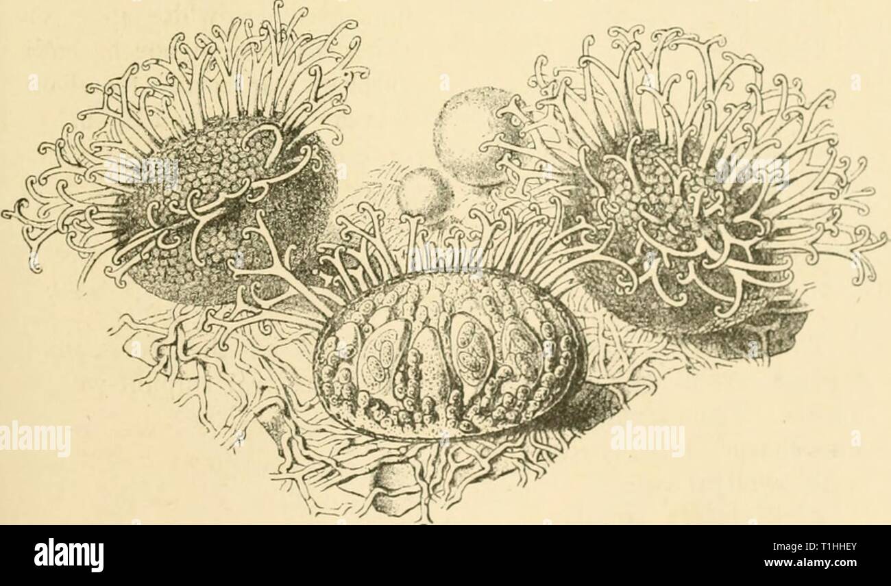 Diseases of plants induced by Diseases of plants induced by cryptogamic parasites; introduction to the study of pathogenic Fungi, slime-Fungi, bacteria, & Algae  diseasesofplants00tube Year: 1897  UNCINULA. 177 appendages liaviiig hooked tips. Within the peritheeia are found the ovoid asci containing the spores; there are from four to ten asci in each peritheciuni, tind four to eight spores in each ascus. The conidial stage was formerly known as Oidiain Tnchri. The conidia are abjointed as oval colourless bodies from simple septate conidiophores, to the number of two or three in each chain. Th Stock Photo